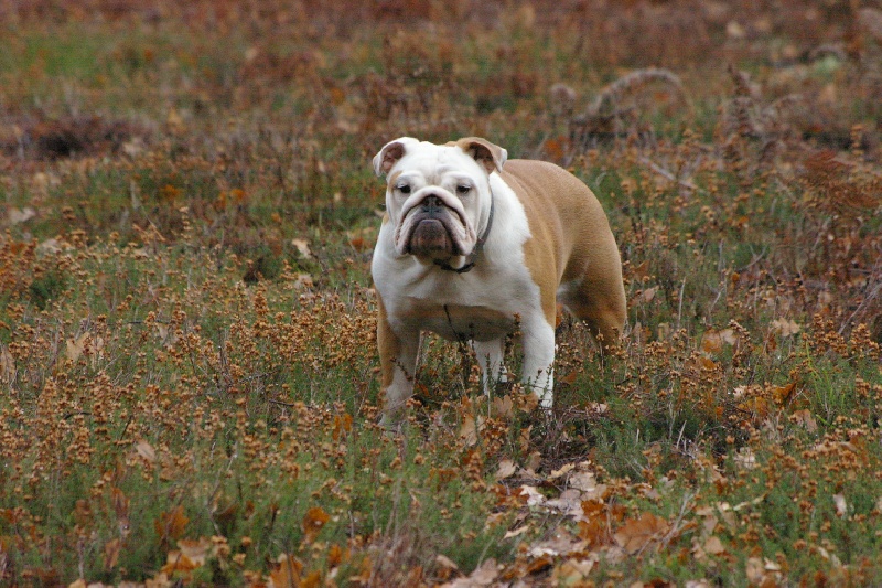 Heart of cotton Craberie Passion bull