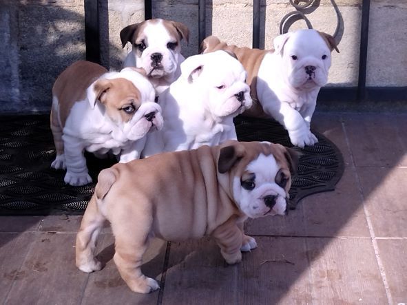 chiot Bulldog Anglais Craberie Passion bull