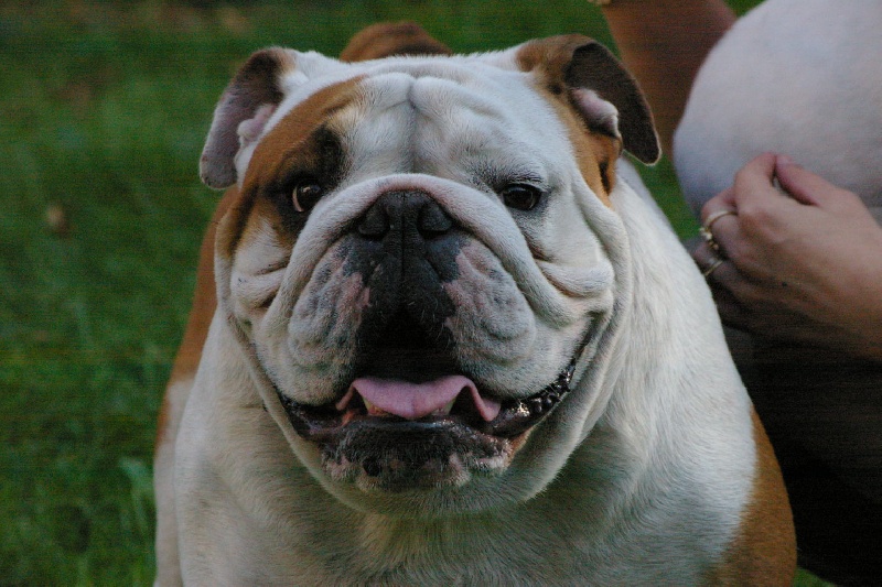 Cuickly Craberie Passion bull