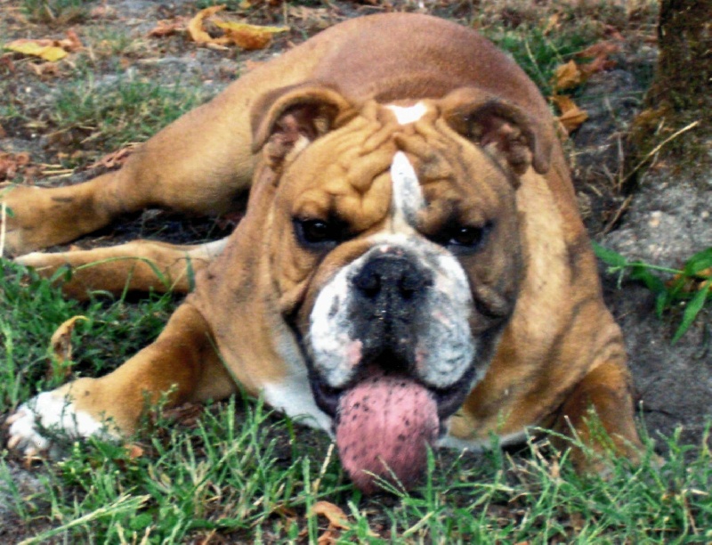 Bandit Craberie Passion bull