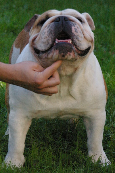 Camron Craberie Passion bull