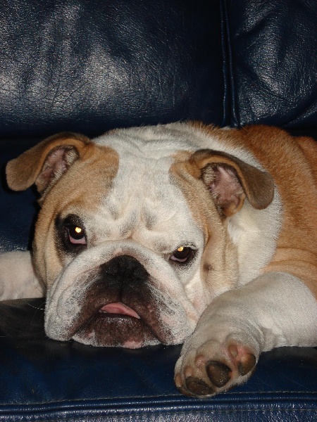Brutus Craberie Passion bull