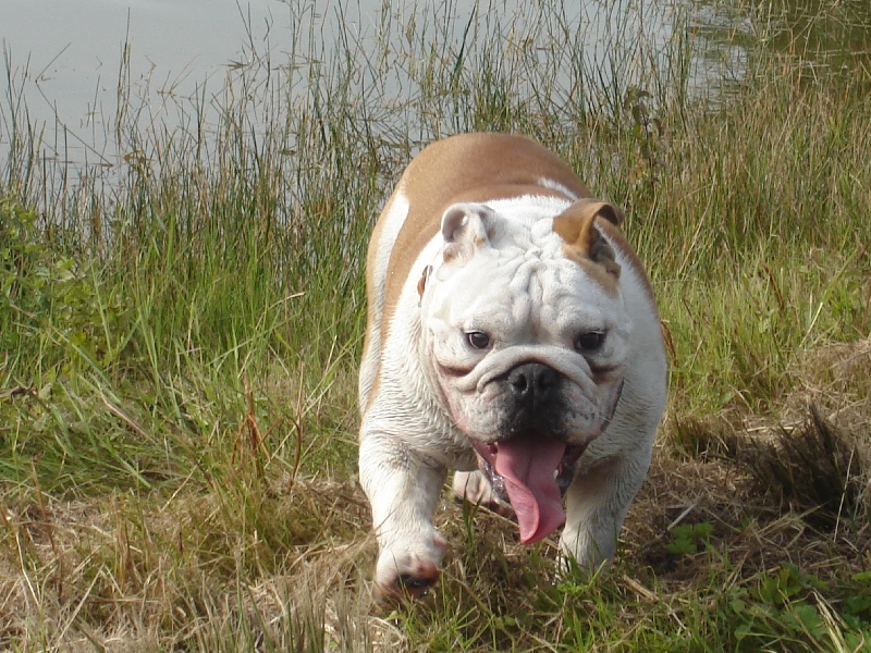 Belooga Craberie Passion bull
