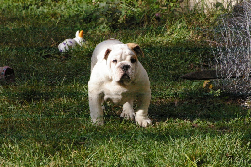 Djune Craberie Passion bull