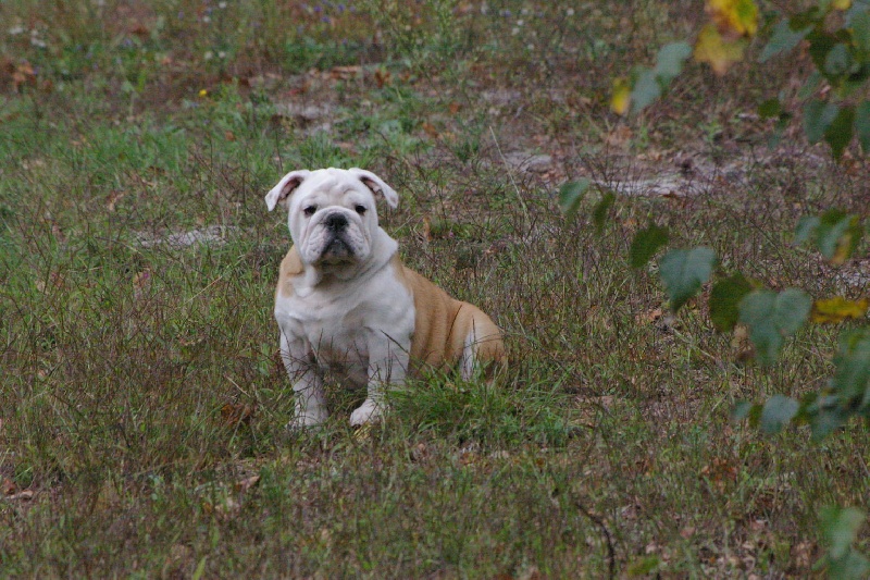 Dahra Craberie Passion bull