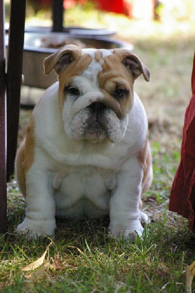 Elyth Craberie Passion bull