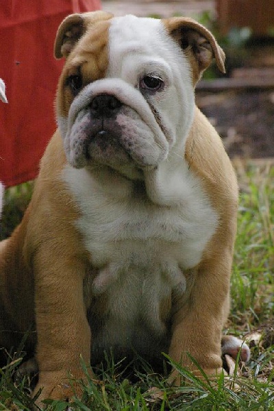 Enna Craberie Passion bull