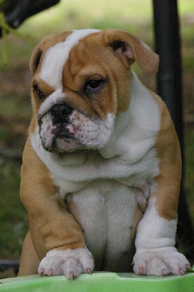 Earth-quake Craberie Passion bull
