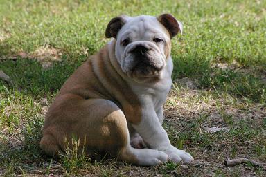 Fileas fog Craberie Passion bull