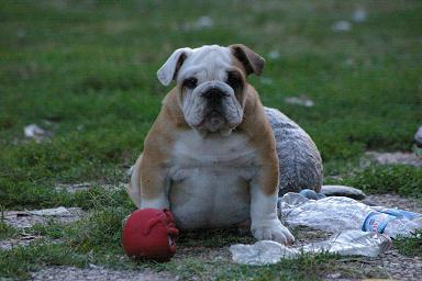 Farenheit Craberie Passion bull