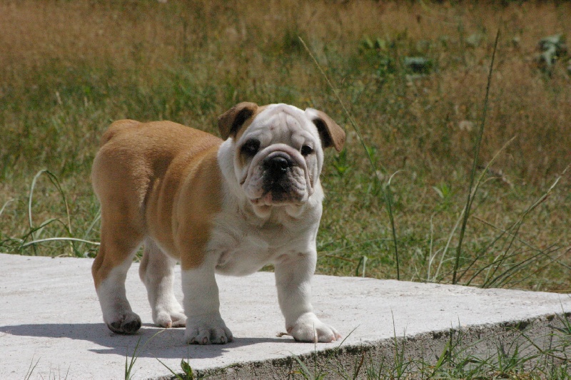 Furby Craberie Passion bull