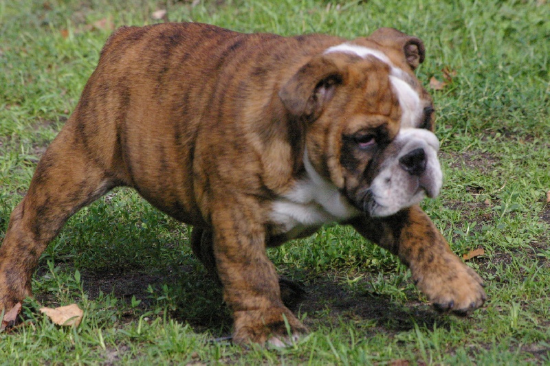 Gyzmo Craberie Passion bull