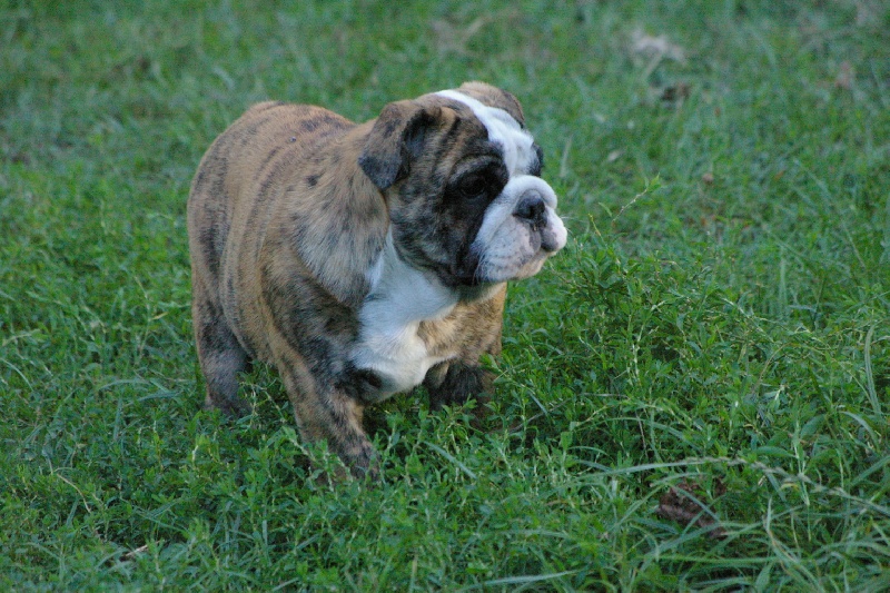 Galloway Craberie Passion bull