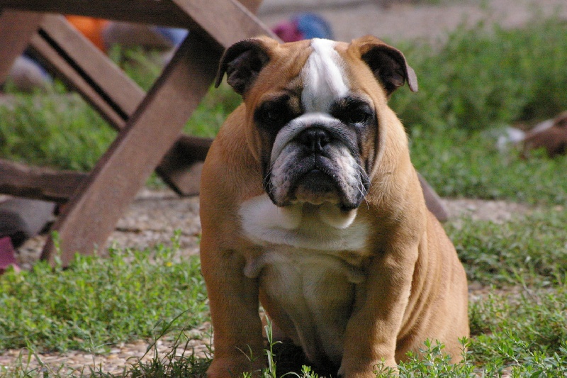 Gaia Craberie Passion bull