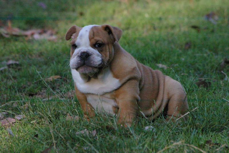 Henri Craberie Passion bull