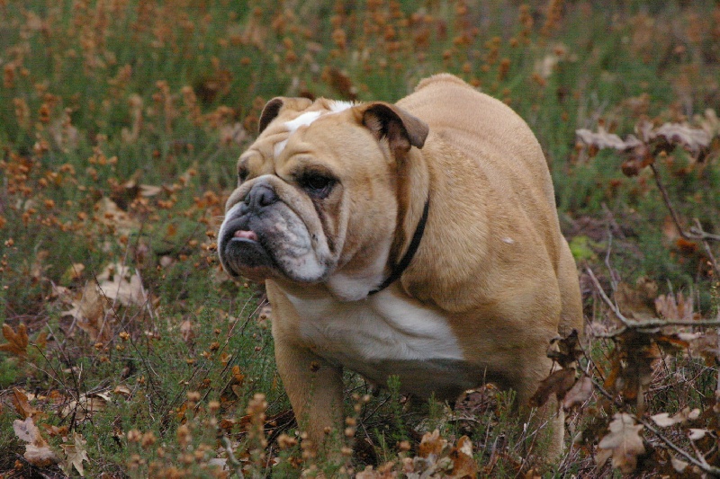 Bubble Craberie Passion bull