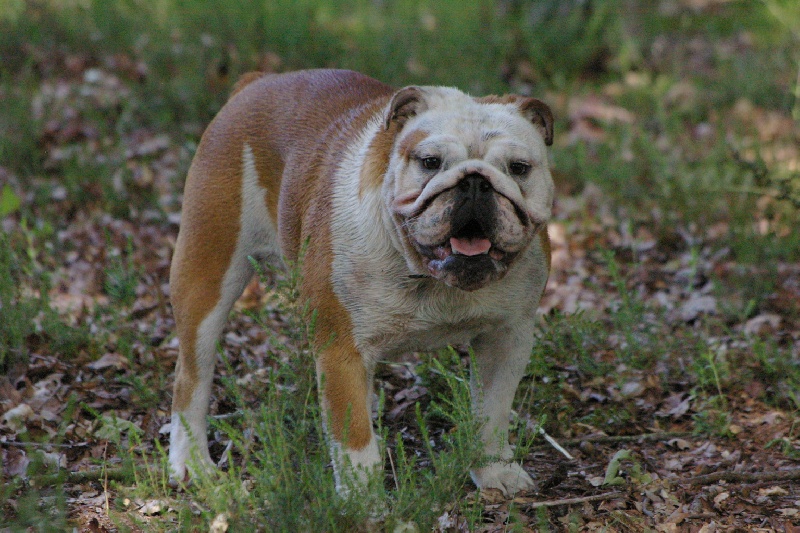 Heart of cotton Craberie Passion bull