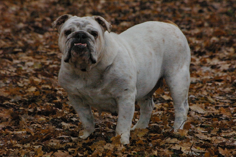 Doubitchou Craberie Passion bull