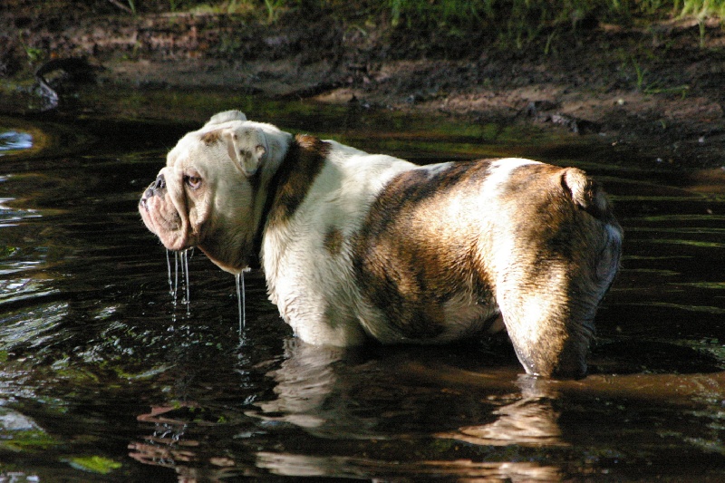 Happy days Craberie Passion bull