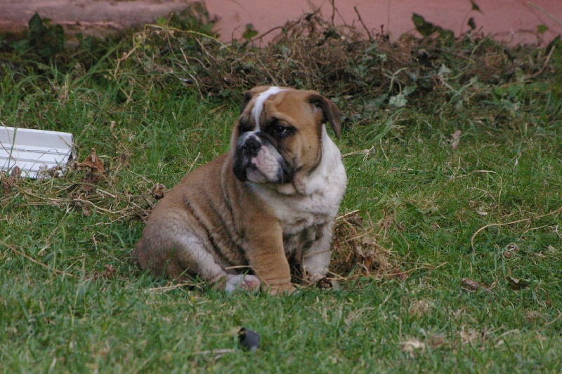 Ingel Craberie Passion bull