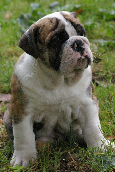 Jazz Craberie Passion bull
