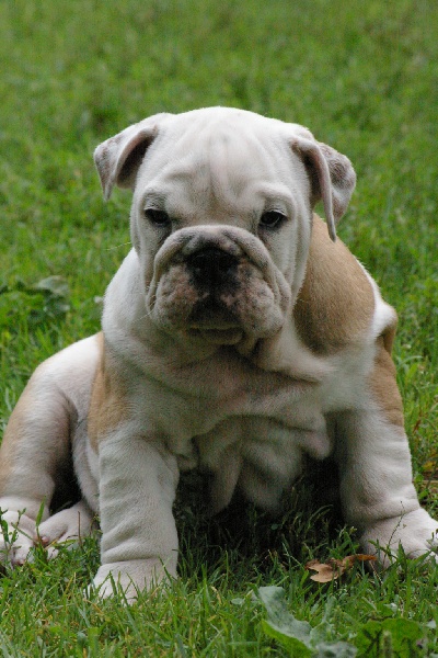 Jackson Craberie Passion bull