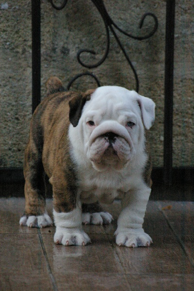 Jumbo Craberie Passion bull