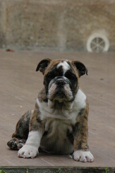 Jexie Craberie Passion bull
