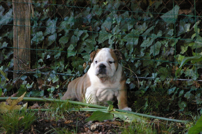 Jade Craberie Passion bull