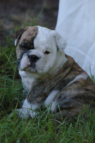 Jabba Craberie Passion bull
