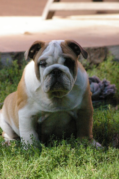 Jedy Craberie Passion bull