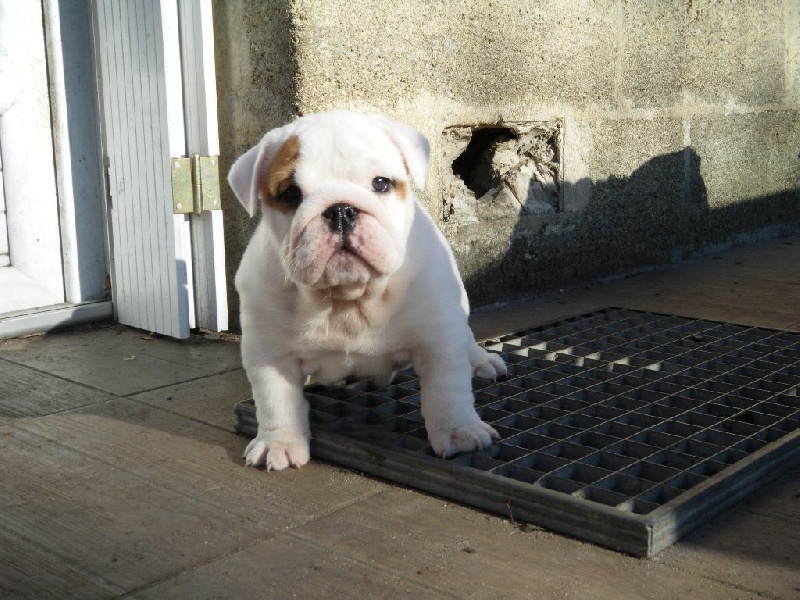 Lustucru Craberie Passion bull