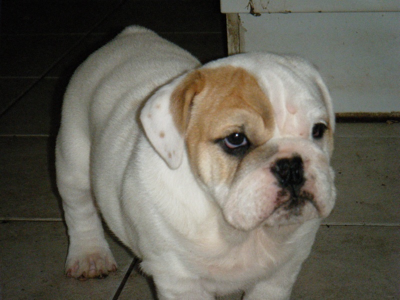 Lola Craberie Passion bull