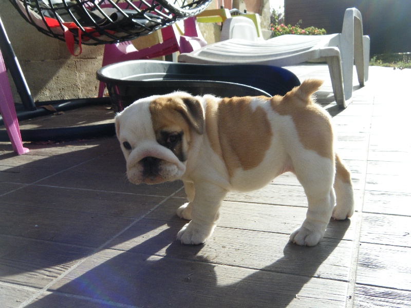 Minnie Craberie Passion bull