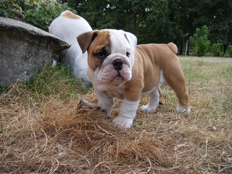 Marley Craberie Passion bull