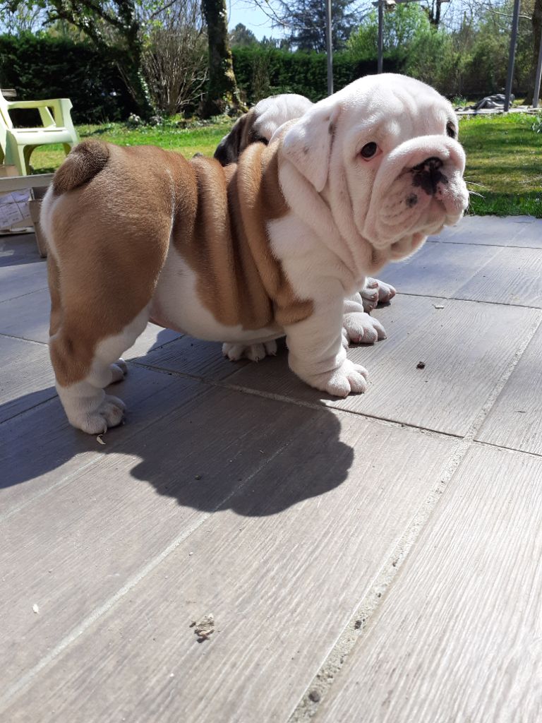 Rio Craberie Passion bull
