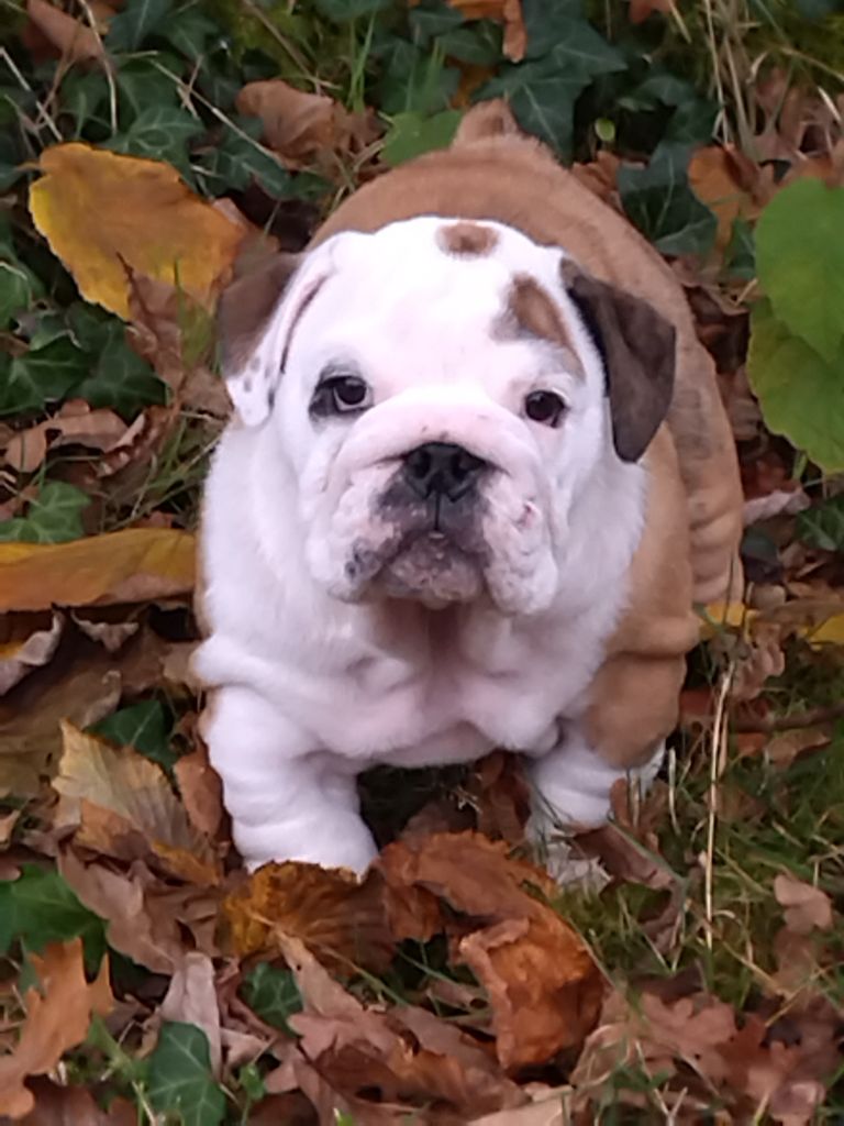 Snoopy Craberie Passion bull