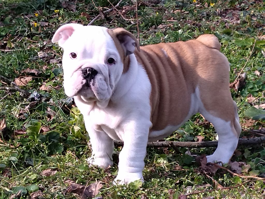 Ti bianco Craberie Passion bull