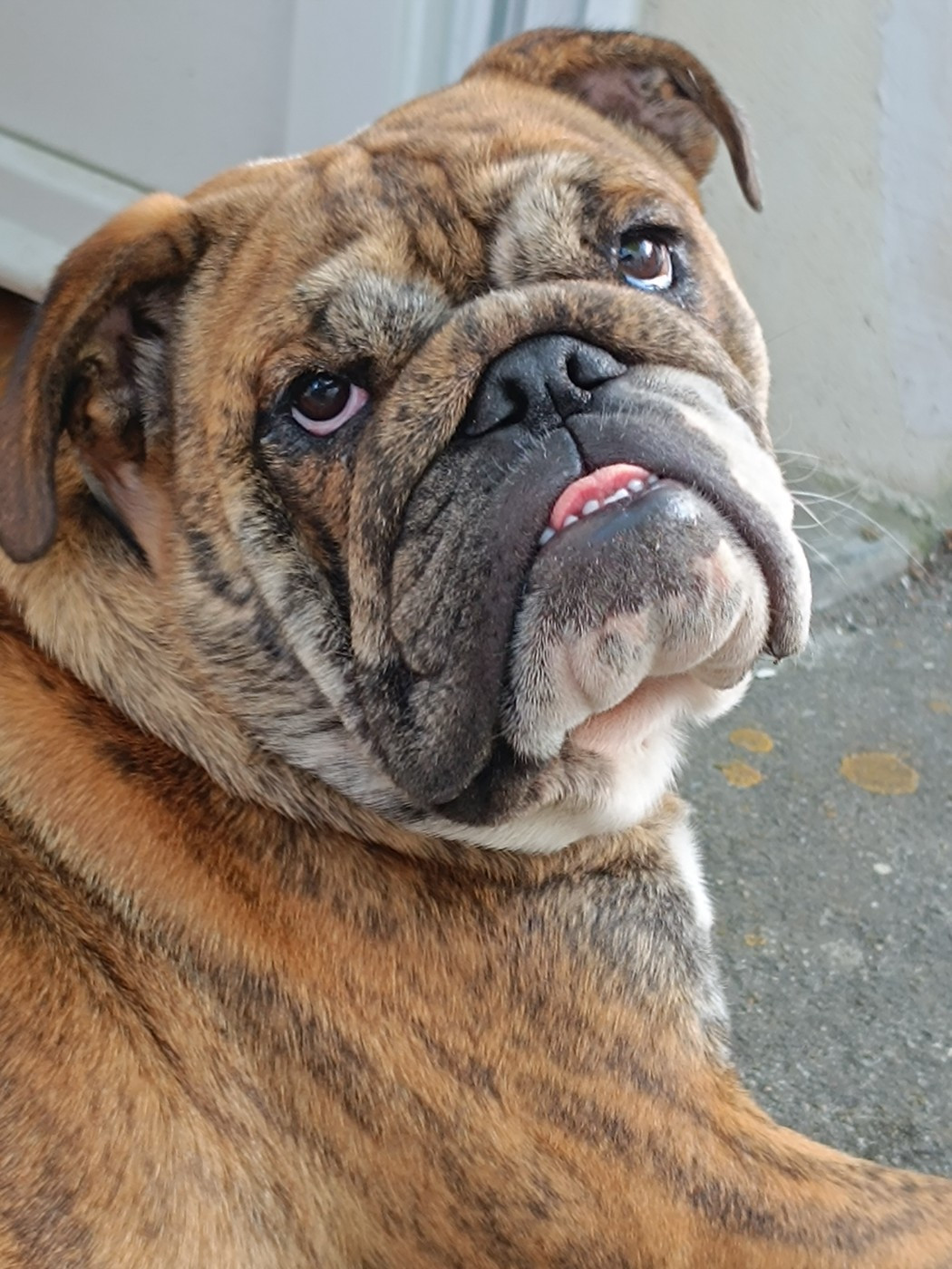 Victoire Zaze Royale Pepite Dog